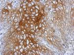 BRD9 Antibody in Immunohistochemistry (Paraffin) (IHC (P))