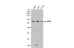 BRD9 Antibody in Western Blot (WB)