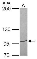 BRPF3 Antibody in Western Blot (WB)