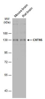 Contactin 5 Polyclonal Antibody