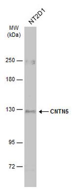 Contactin 5 Antibody in Western Blot (WB)
