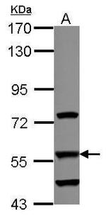 DUS2L Antibody in Western Blot (WB)