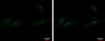 ZXDA Antibody in Immunocytochemistry (ICC/IF)
