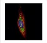 WDR16 Antibody in Immunocytochemistry (ICC/IF)