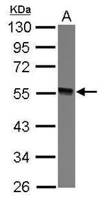 GTDC1 Antibody in Western Blot (WB)