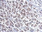 TFF1 Antibody in Immunohistochemistry (Paraffin) (IHC (P))