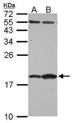 FABP7 Antibody in Western Blot (WB)