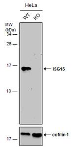 ISG15 Antibody in Western Blot (WB)