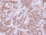 COMMD10 Antibody in Immunohistochemistry (Paraffin) (IHC (P))
