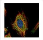 FEM1C Polyclonal Antibody