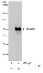 RHAMM Antibody in Immunoprecipitation (IP)