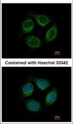 LRRC4C Antibody in Immunocytochemistry (ICC/IF)