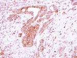 LRRC4C Antibody in Immunohistochemistry (Paraffin) (IHC (P))