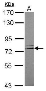 LRRC4C Antibody in Western Blot (WB)