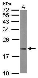 MRPL21 Polyclonal Antibody