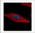 HEXIM2 Polyclonal Antibody