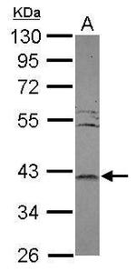 LRRC23 Antibody in Western Blot (WB)