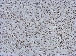MIER3 Antibody in Immunohistochemistry (Paraffin) (IHC (P))