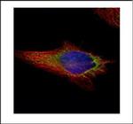 NAPRT1 Polyclonal Antibody