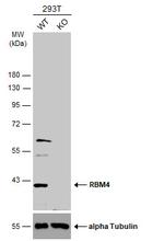 RBM4 Polyclonal Antibody