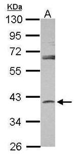 SERPINB7 Antibody in Western Blot (WB)