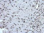 ZNF649 Polyclonal Antibody