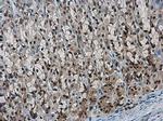 NFYB Antibody in Immunohistochemistry (Paraffin) (IHC (P))