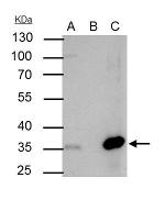 NFYB Antibody in Immunoprecipitation (IP)
