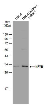 NFYB Antibody in Western Blot (WB)