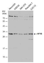 NFYB Antibody in Western Blot (WB)