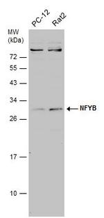 NFYB Antibody in Western Blot (WB)
