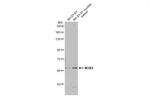 NOX4 Antibody in Western Blot (WB)
