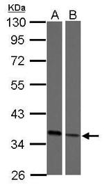 Embigin Antibody in Western Blot (WB)