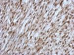 ORP9 Antibody in Immunohistochemistry (Paraffin) (IHC (P))
