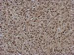 ORP9 Antibody in Immunohistochemistry (Paraffin) (IHC (P))