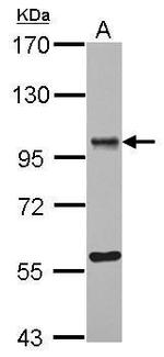 ORP9 Antibody in Western Blot (WB)