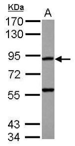 RASA4 Polyclonal Antibody