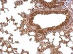 PABPC4 Antibody in Immunohistochemistry (Paraffin) (IHC (P))