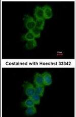 WIPI2 Antibody in Immunocytochemistry (ICC/IF)