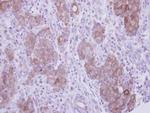 WIPI2 Antibody in Immunohistochemistry (Paraffin) (IHC (P))