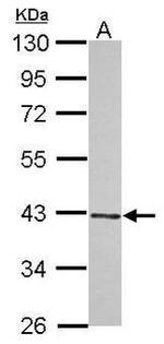 WIPI2 Antibody in Western Blot (WB)