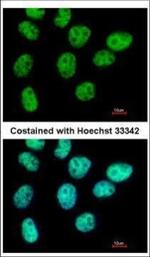 ZNF503 Polyclonal Antibody