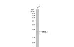 DERL3 Polyclonal Antibody