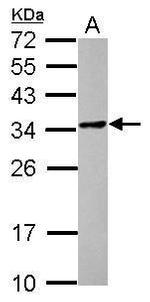 POMZP3 Polyclonal Antibody