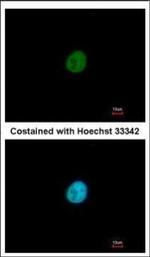 SNAI3 Polyclonal Antibody