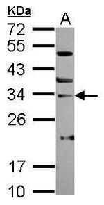 SNAI3 Antibody in Western Blot (WB)