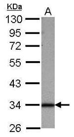 SFXN1 Antibody in Western Blot (WB)