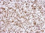 SCML4 Antibody in Immunohistochemistry (Paraffin) (IHC (P))