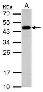 SCML4 Antibody in Western Blot (WB)