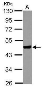 Apelin Receptor Antibody in Western Blot (WB)